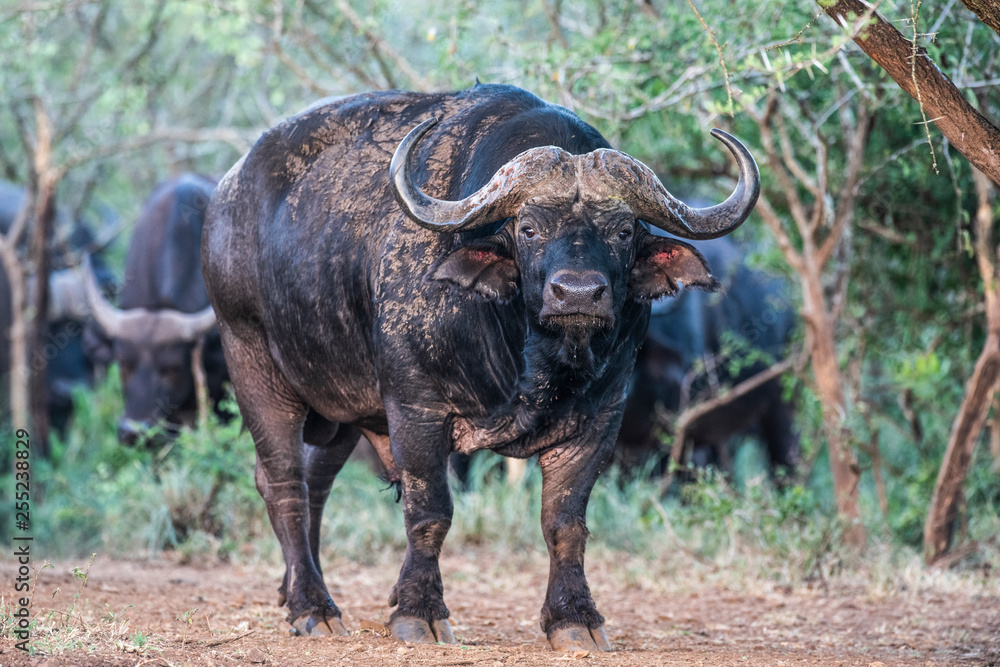 Portrait of Cape buffalo cow standing in Somkhanda Game Reserve Portrait of Cape buffalo cow standing in Somkhanda Game Reserve