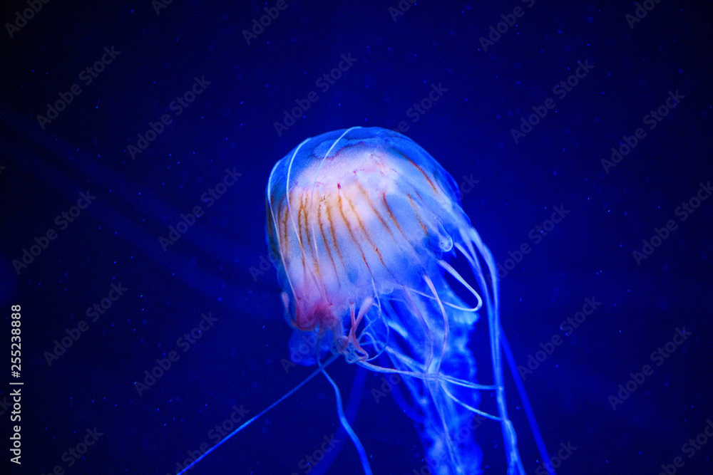 Fototapeta premium Beautiful jellyfish, medusa in the neon light with the fishes. Underwater life in ocean jellyfish. exciting and cosmic sight