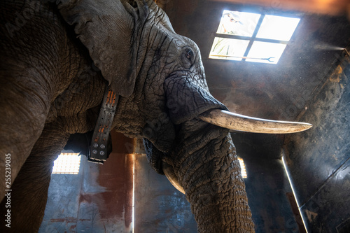 African elephant in truck
