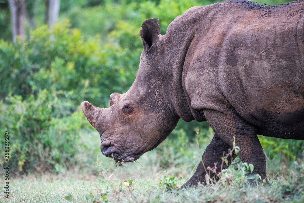 Side view of white rhinoceros walking on grassy landscape Side view of white rhinoceros walking on grassy landscape