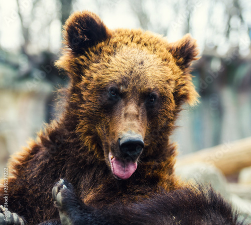 Portrait of young brown bear
