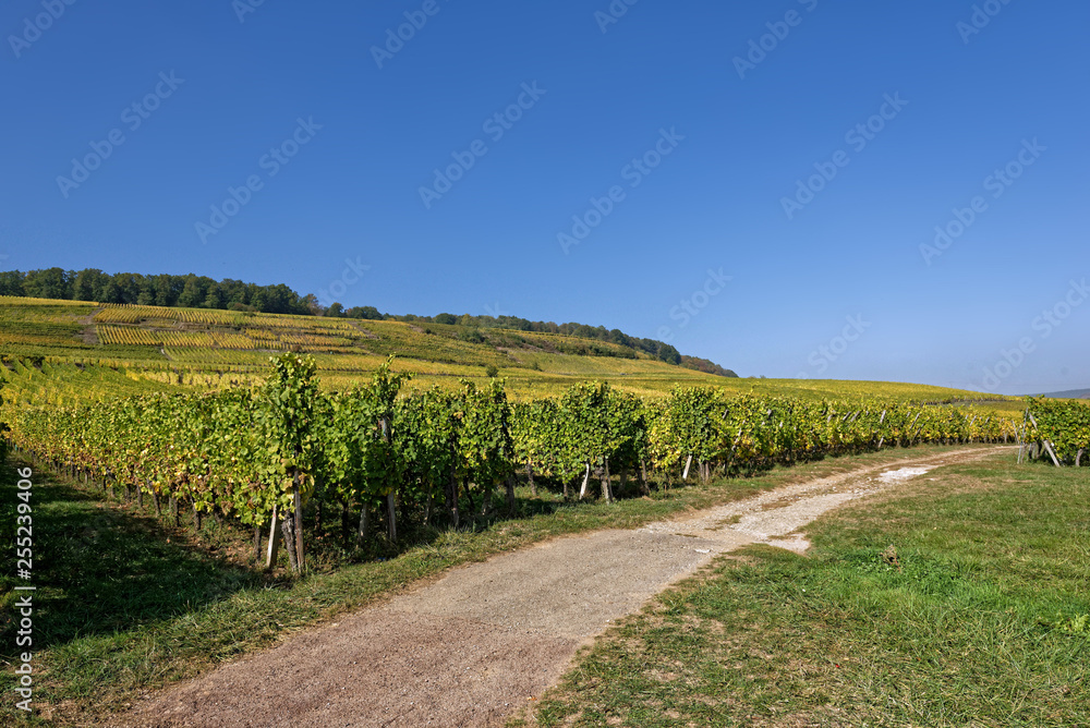 Obraz premium Vignes, Paysage d’automne, Alsace, France
