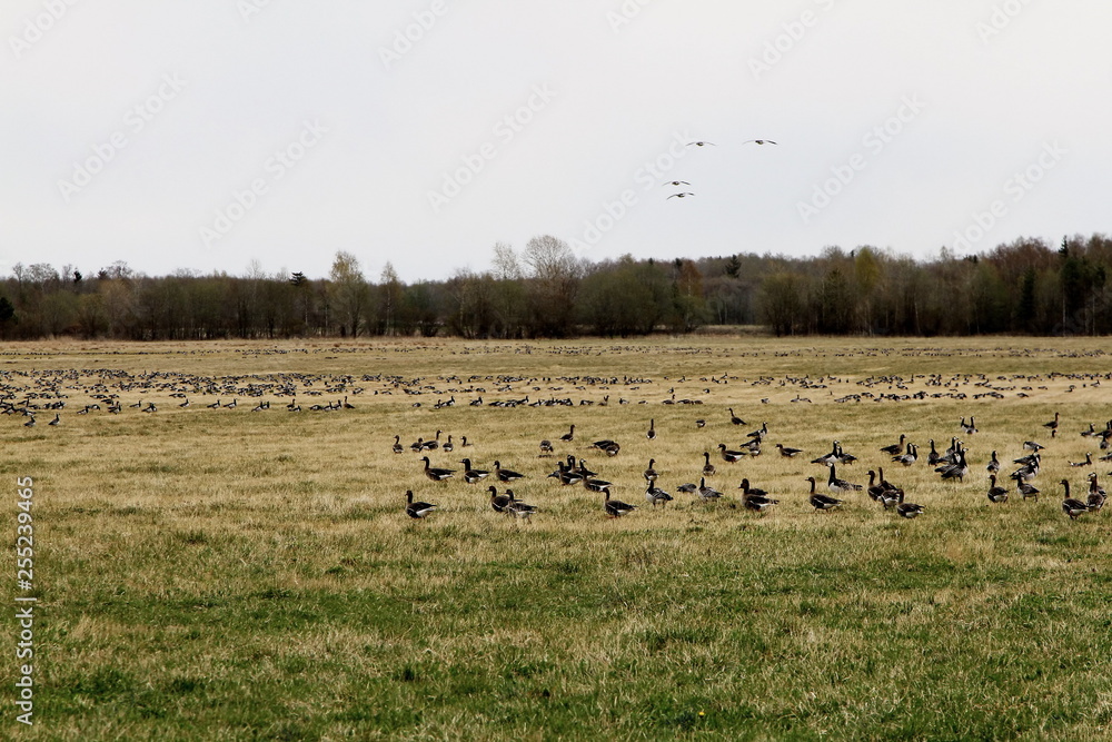 geese resting on the field