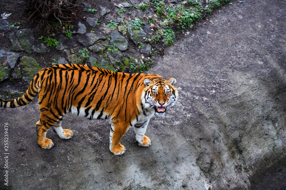 Fototapeta premium Beautiful Amur tiger
