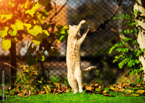 Funny red cat jumping on green grass