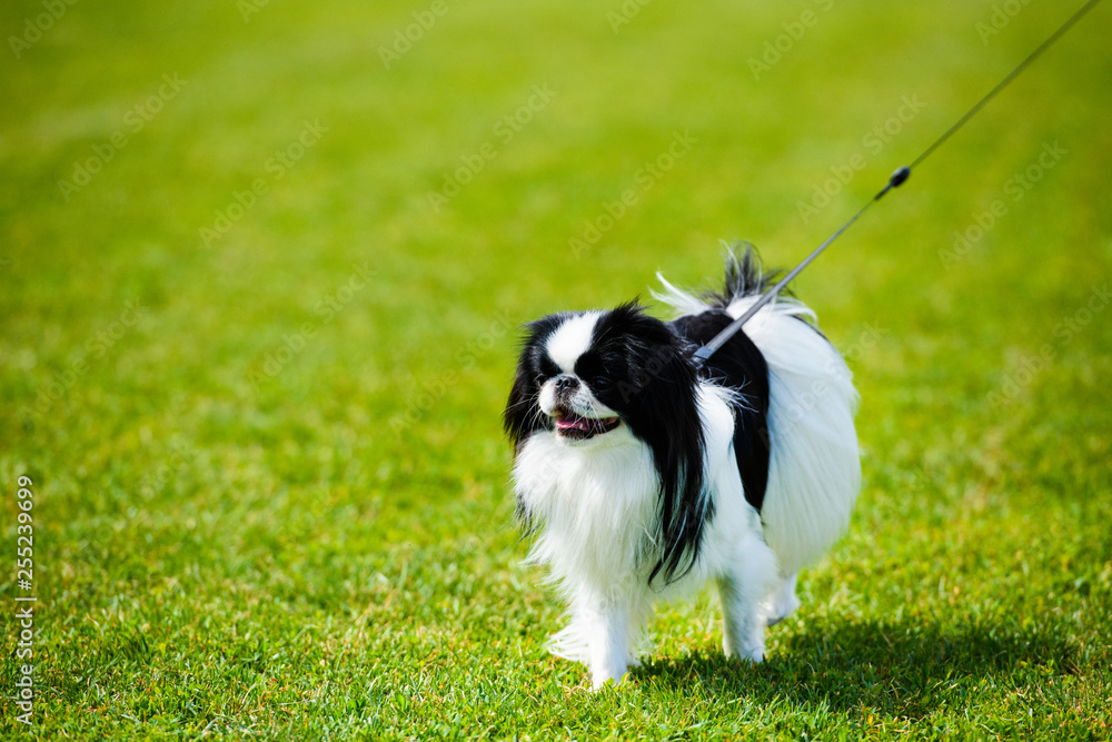 Happy Dog on green grass