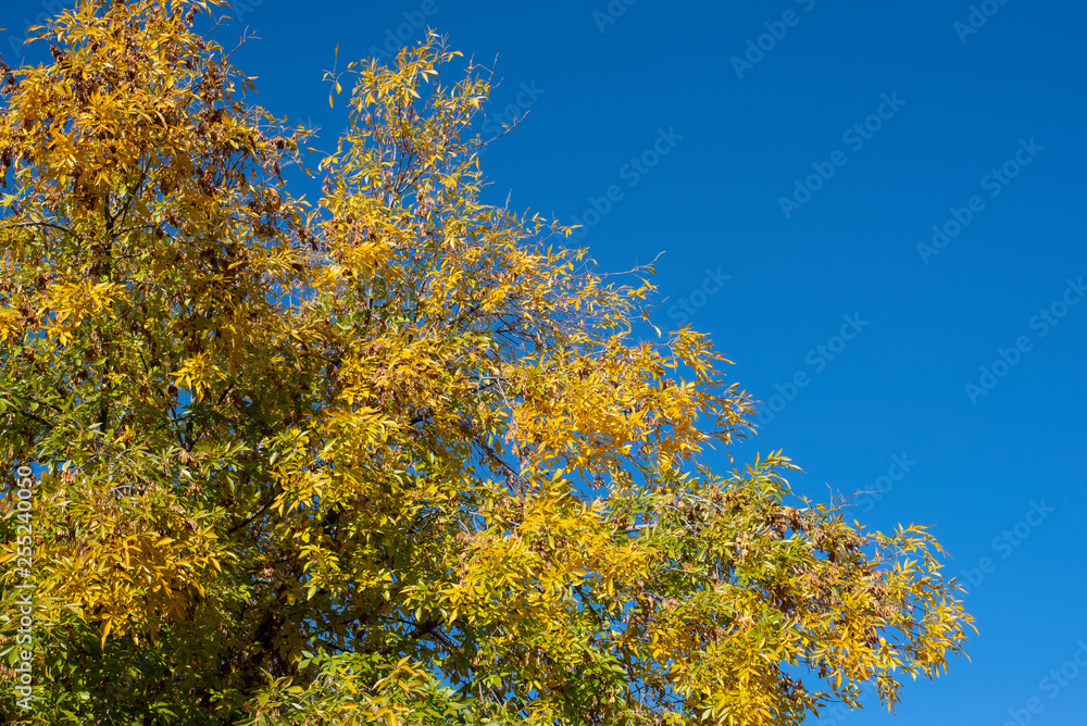 Autumn tree and blue skys