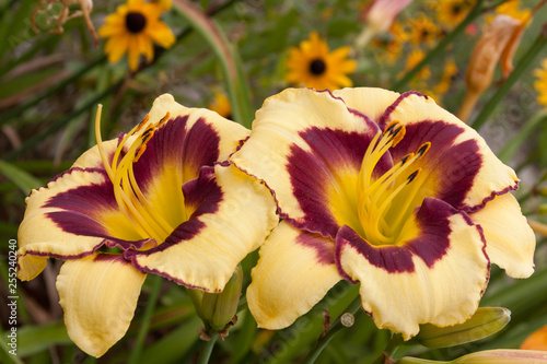 фотографія yellow daylily rudbeckia