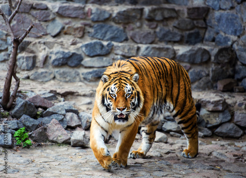 Canvas Print Beautiful Amur tiger