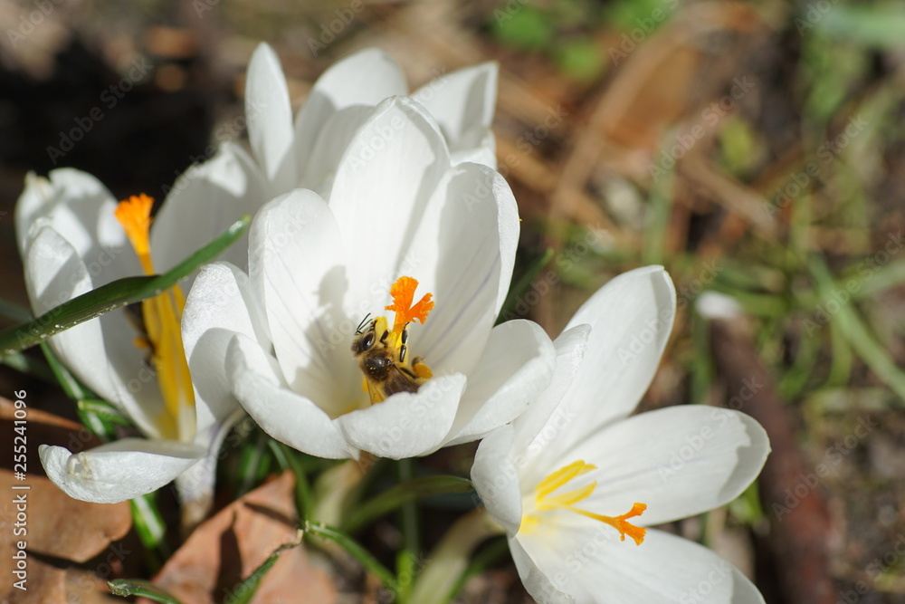 Makroaufnahme einer Biene beim Pollen sammeln auf einem weissen Krokus Makroaufnahme einer Biene beim Pollen sammeln auf einem weissen Krokus