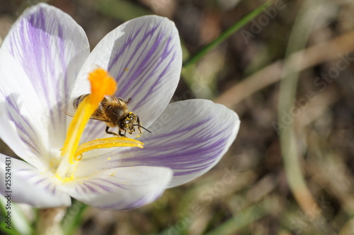 Makroaufnahme einer Biene beim Pollen sammeln auf einem weiss lila gestreiften Krokus