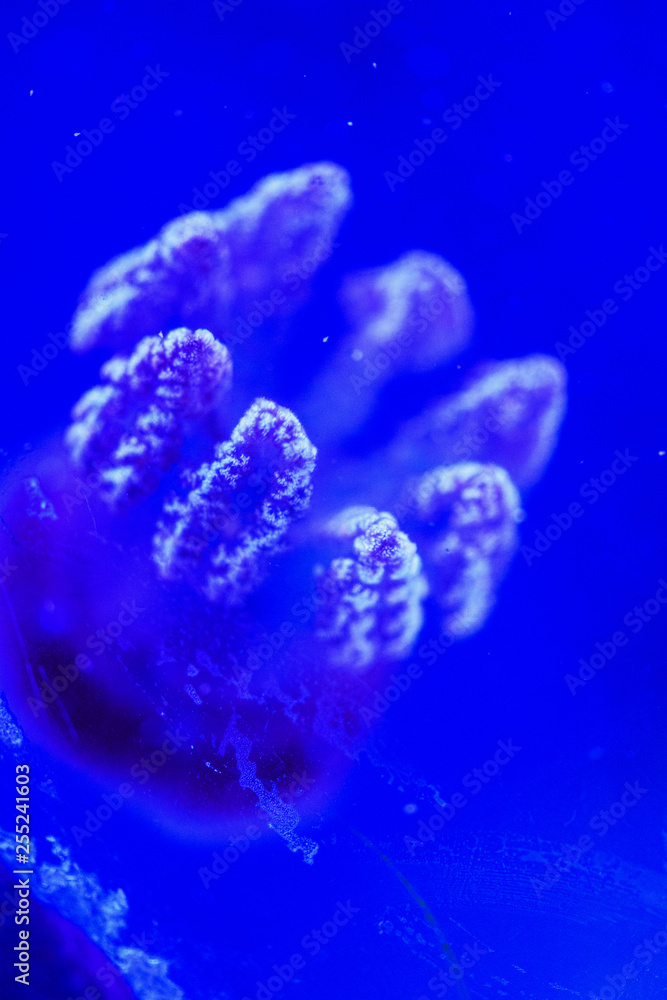 Beautiful jellyfish, medusa in the neon light with the fishes. Underwater life in ocean jellyfish. exciting and cosmic sight Beautiful jellyfish, medusa in the neon light with the fishes. Underwater life in ocean jellyfish. exciting and cosmic sight