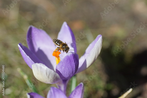 Makroaufnahme einer Biene beim Pollen sammeln auf einem lila Krokus