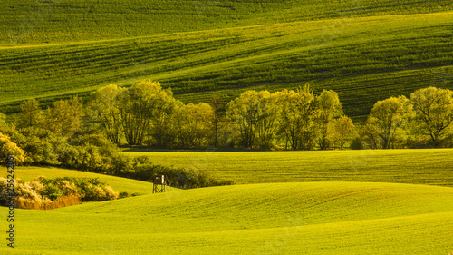 Moravian Tuscany in spring