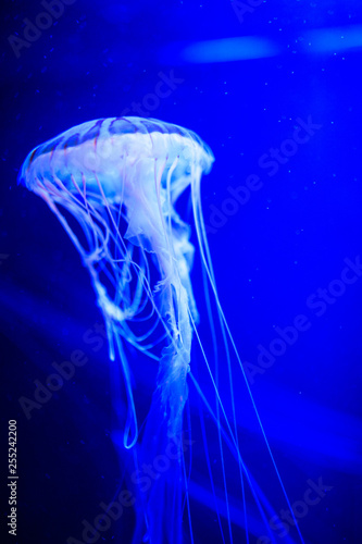 Beautiful jellyfish, medusa in the neon light with the fishes. Underwater life in ocean jellyfish. exciting and cosmic sight © The Len