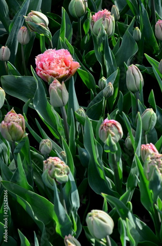 spring tulips blossom