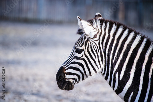 Zebra portrait outdoor