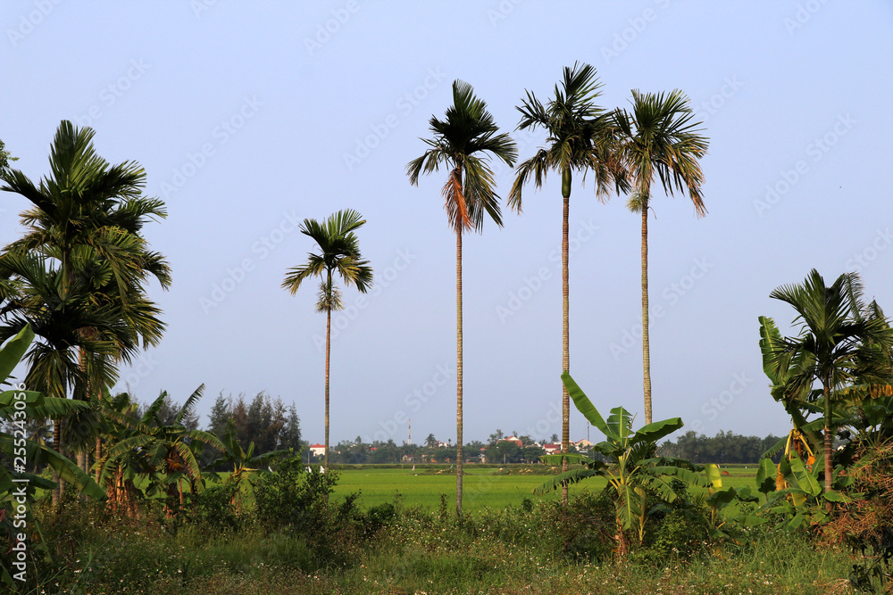 Obraz premium Rice fields near Hoi An with palm trees - Vietnam Asia