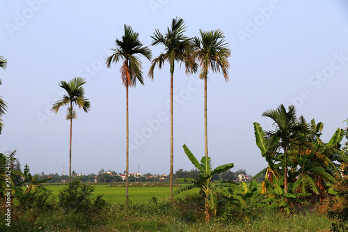 Wallpaper Mural Rice fields near Hoi An with palm trees - Vietnam Asia Torontodigital.ca