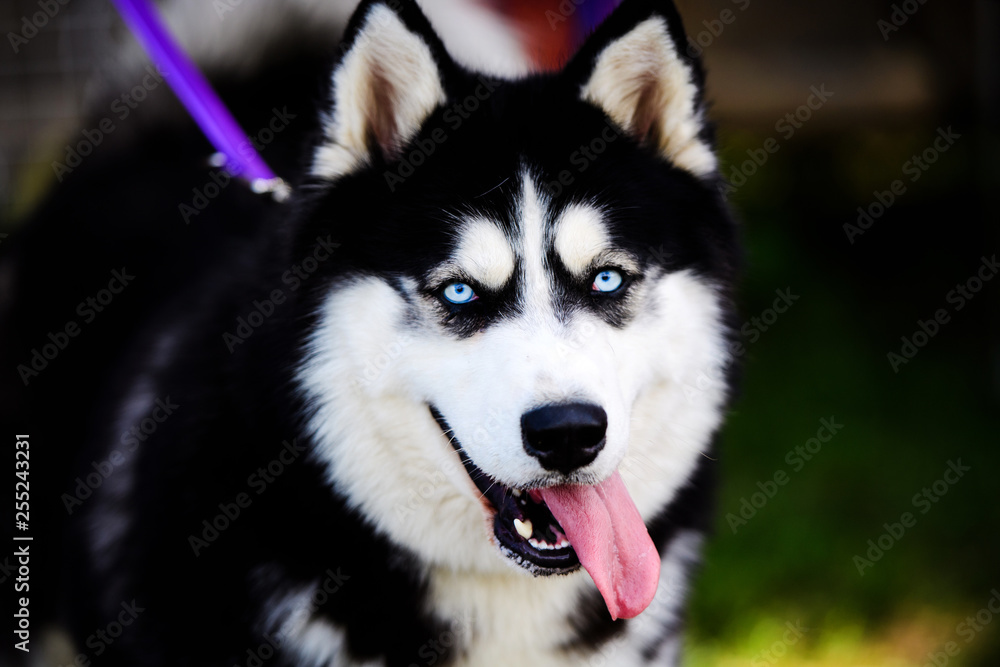 Funny husky dog with his tongue hanging out Funny husky dog with his tongue hanging out
