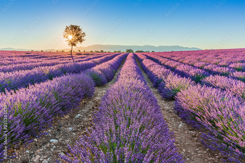 Provence, France. Valensole plateau.