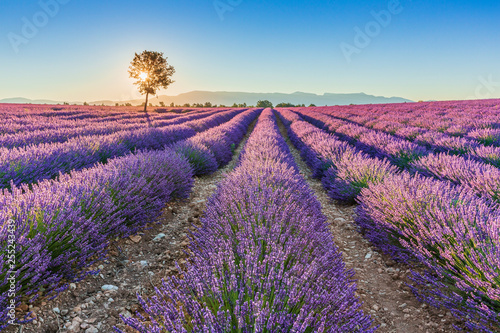 Provence  France. Valensole plateau.