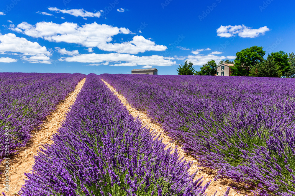 Provence, France. Valensole plateau.