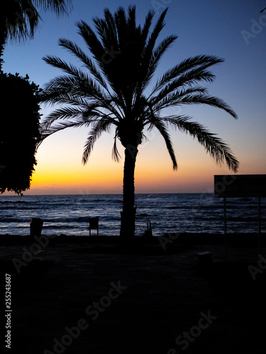 Paphos palm at sunrise cyprus