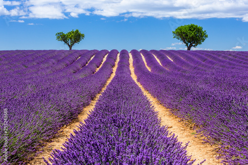 Provence  France. Valensole plateau.