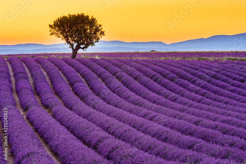 Provence, France. Valensole plateau at sunset.