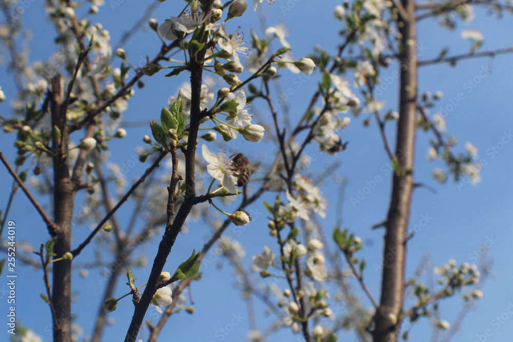 Trento - Trentino e i suoi fiori 