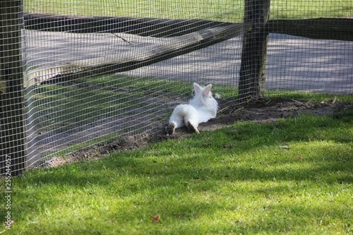 Lying cute fluffy white little bunny rabbit on green grass from the back in small zoo. Sweet heels and tail. Spring time in Keukenhof flower garden, Netherlands, Holland