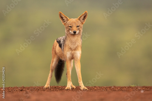 African Black-backed Jackal in natural environment