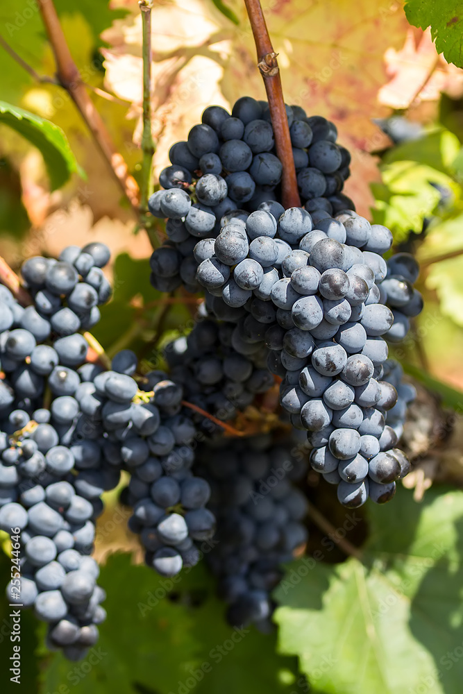 Ripe purple grapes with leaves in natural condition, vineyard in Puglia, is in southern Italy, particularly Salento