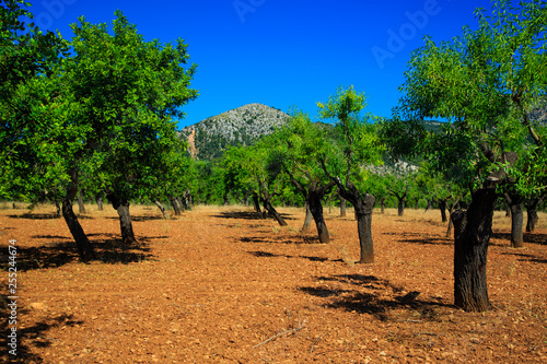 Mandelbäume auf Mallorca mit Tramuntanagebirge im Hintergrund