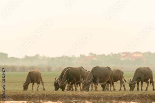 swamp buffalo in peat swamp around lagoon