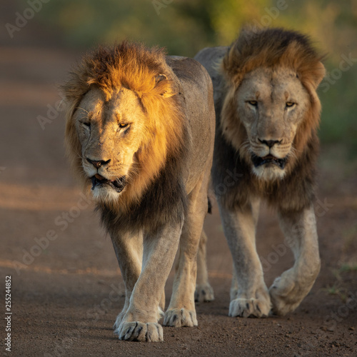 Two male Lions on the move