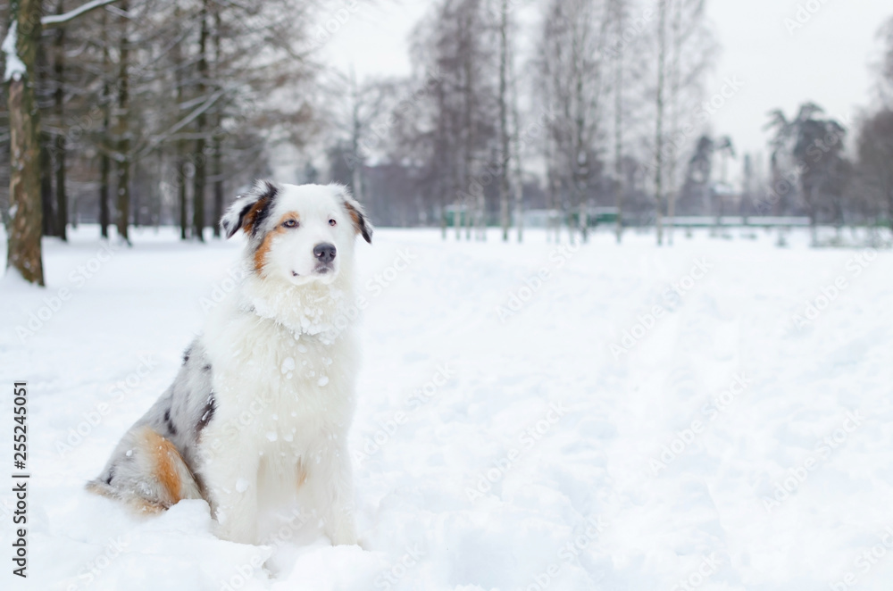  The Australian shepherd. Young energetic dog walks. Walking outdoors in the winter.  How to protect your pet from hypothermia. 