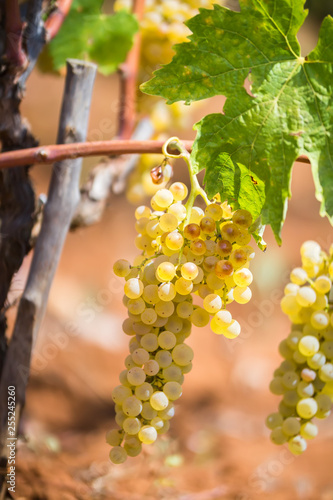 Sweet and tasty white grape bunch, from the vineyard in Manduria in a summer sunny day, Salento, Italy photo