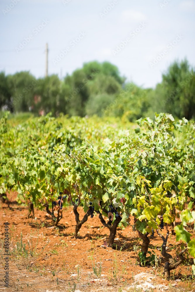 Vineyard of grapes of variety Primitivo di Manduria, Primitivo di Manduria vineyard, summer, hot August before harvest in Puglia, Italy