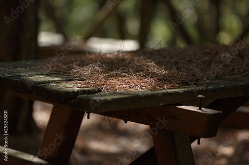 Pine needles lying on a wooden table in the sun. Old street table with broken table top and iron nail