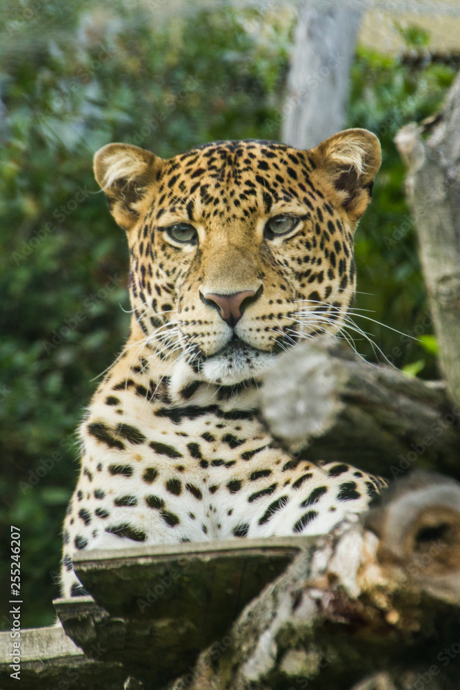 Leopard lying on a tree, close-up Leopard lying on a tree, close-up