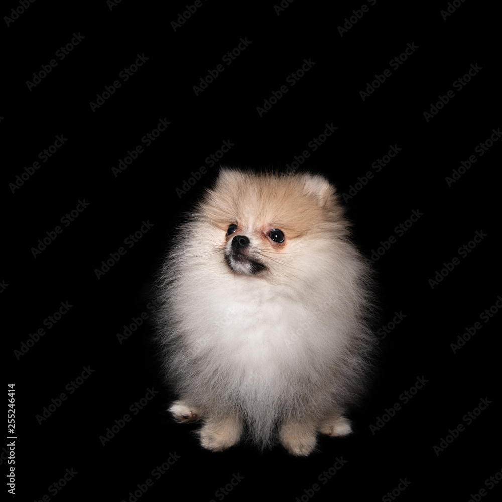 pomeranian spitz puppy isolated on a black background