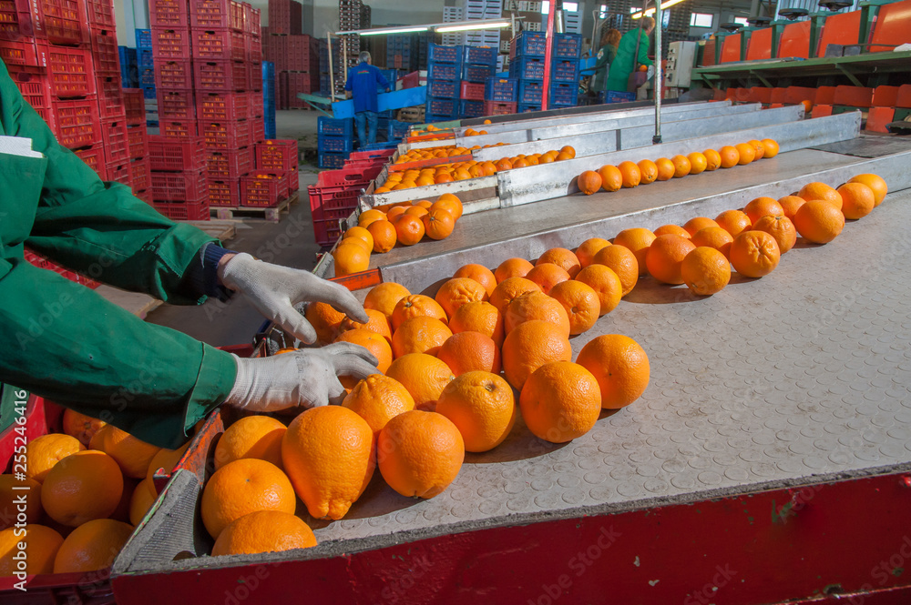 Citrus fruits processing: manual packaging of tarocco fruits after the calibrating process 