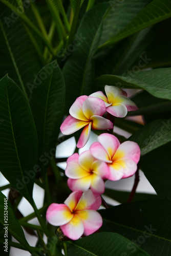 Colorful flowers in the garden.Plumeria flower blooming.Beautiful flowers in the garden Blooming in the summer