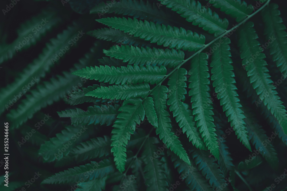 Green ferns leaves pattern background. Ferns leaves nature dark green tone background. Green ferns leaves pattern background. Ferns leaves nature dark green tone background.