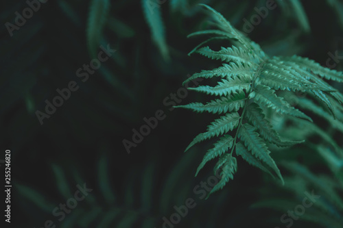 Green ferns leaves pattern background. Ferns leaves nature dark green tone background.
