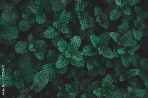 Schilderij op canvas Peppermint leaves dark tone background