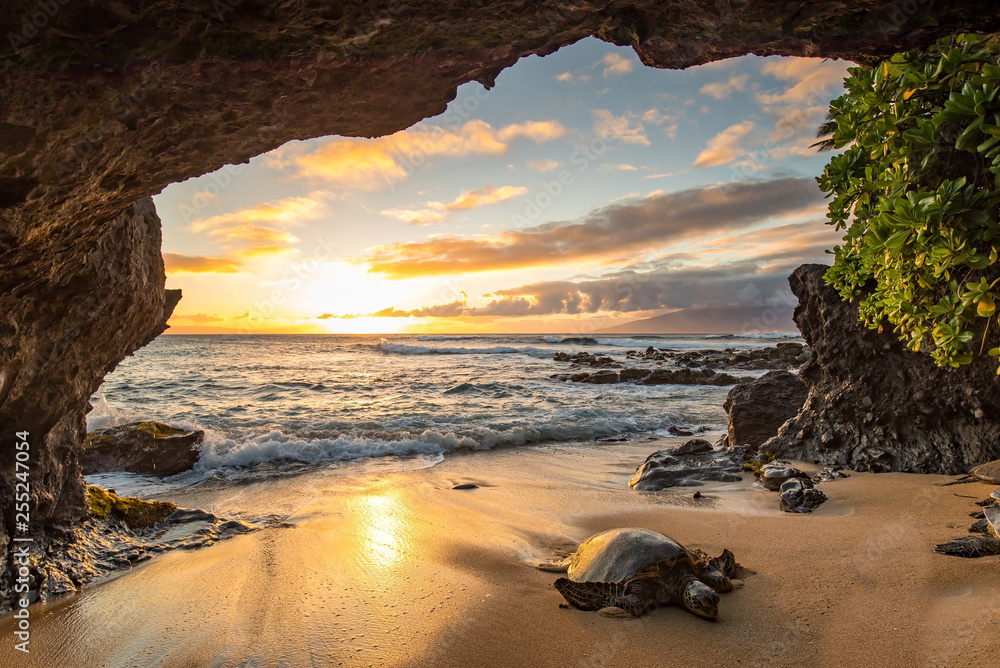 Turtles in a Cave - obrazy, fototapety, plakaty 