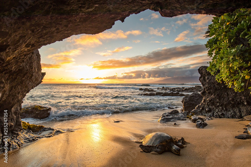 Turtles in a Cave